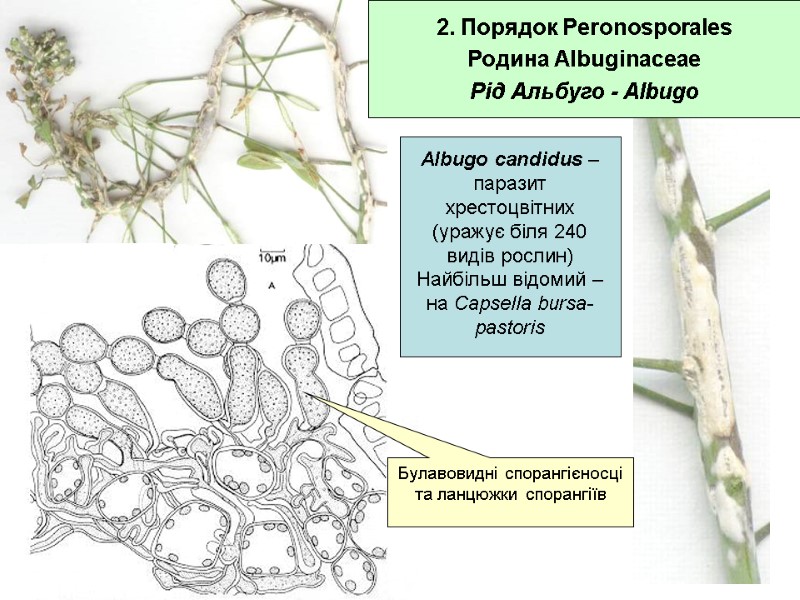 2. Порядок Peronosporales Родина Albuginaceae Рід Альбуго - Albugo Albugo candidus – паразит хрестоцвітних